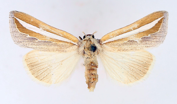 /filer/webapps/moths/media/images/A/argentifascia_Leiorhynx_AF_TMSA_02.jpg