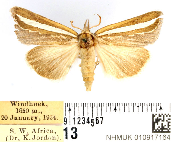 /filer/webapps/moths/media/images/A/argentifascia_Leiorhynx_AM_BMNH.jpg