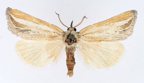 /filer/webapps/moths/media/images/A/argentifascia_Leiorhynx_AM_TMSA_01.jpg