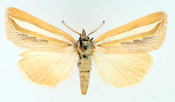 /filer/webapps/moths/media/images/A/argentifascia_Leiorhynx_AM_TMSA_02.jpg
