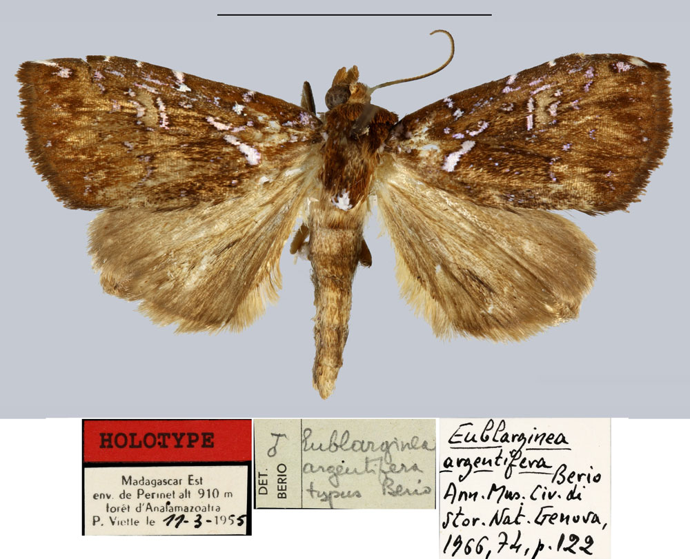 /filer/webapps/moths/media/images/A/argentifera_Eublarginea_HT_MNHN.jpg