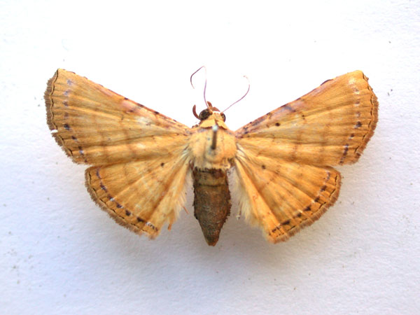 /filer/webapps/moths/media/images/A/argentifera_Homodina_A_Revell.jpg