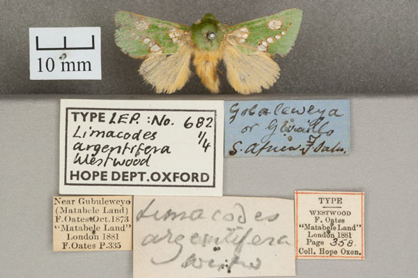 /filer/webapps/moths/media/images/A/argentifera_Limacodes_ST_OUMNH_01.jpg