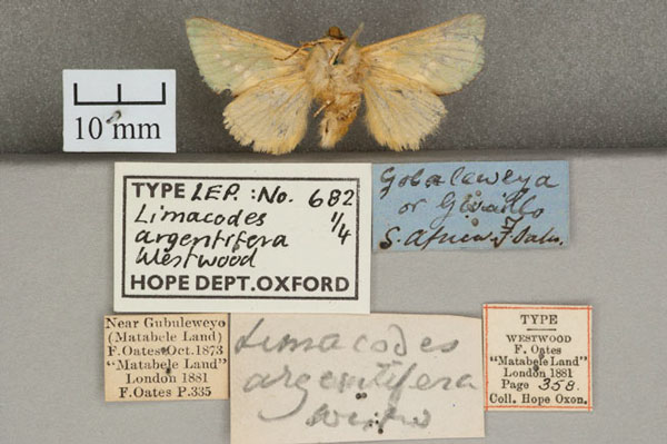 /filer/webapps/moths/media/images/A/argentifera_Limacodes_ST_OUMNH_02.jpg