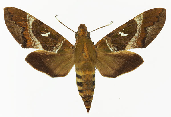 /filer/webapps/moths/media/images/A/argentifera_Nephele_AF_Basquin.jpg