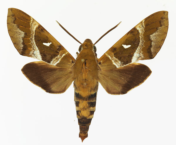 /filer/webapps/moths/media/images/A/argentifera_Nephele_AM_Basquina.jpg