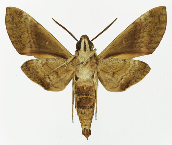 /filer/webapps/moths/media/images/A/argentifera_Nephele_AM_Basquinb.jpg