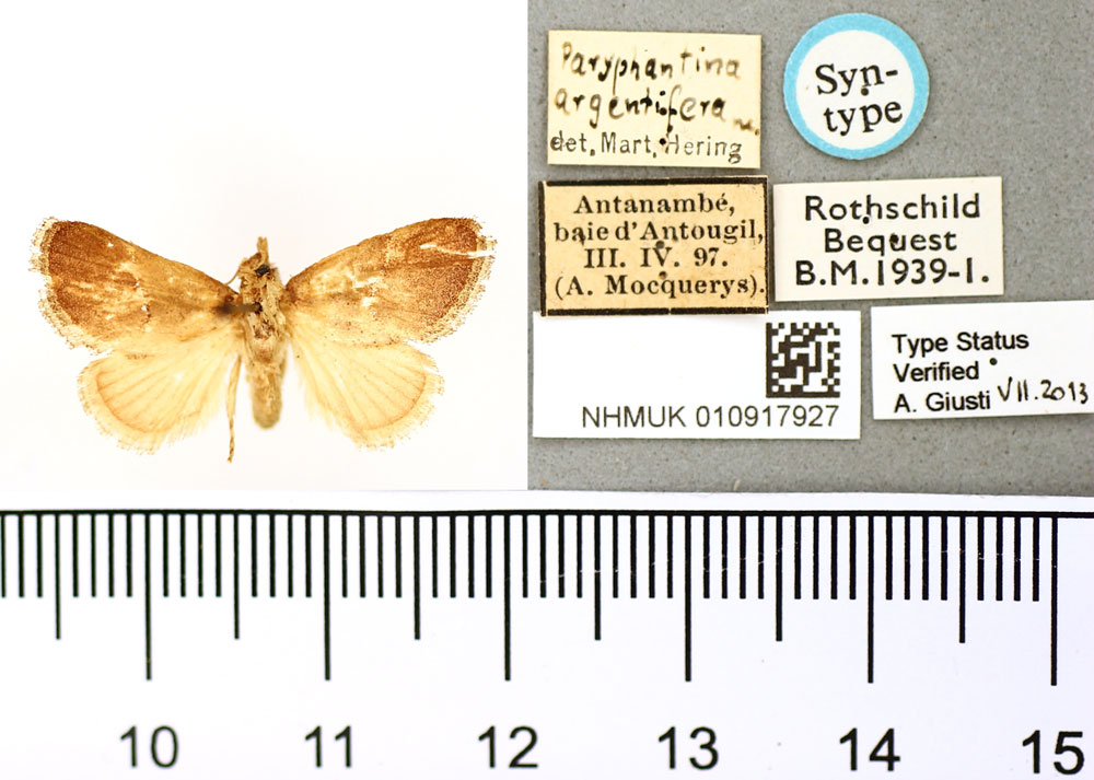 /filer/webapps/moths/media/images/A/argentifera_Paraphantina_ST_BMNH.jpg