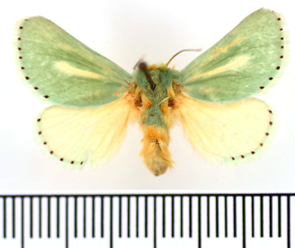 /filer/webapps/moths/media/images/A/argentilinea_Coenobasis_AF_BMNH.jpg