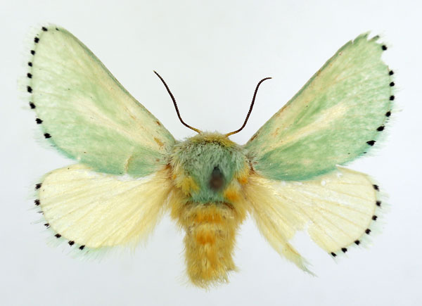 /filer/webapps/moths/media/images/A/argentilinea_Coenobasis_AF_ISEA.jpg