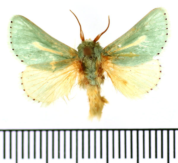 /filer/webapps/moths/media/images/A/argentilinea_Coenobasis_AM_BMNH.jpg