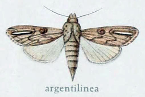 /filer/webapps/moths/media/images/A/argentilinea_Empusada_HT_Gaede_7e.jpg