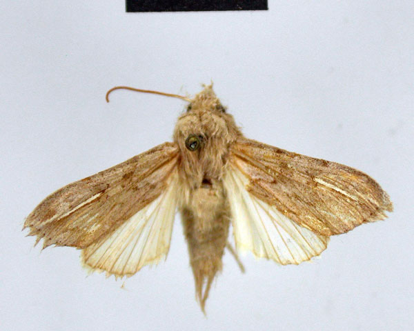 /filer/webapps/moths/media/images/A/argentilinea_Empusada_HT_ZMHB.jpg