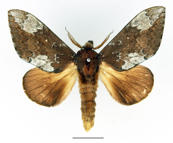 /filer/webapps/moths/media/images/A/argentina_Brachychira_AM_Basquin_01.jpg