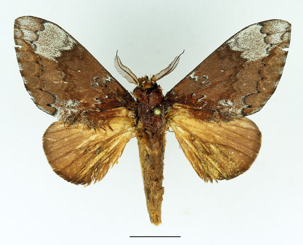 /filer/webapps/moths/media/images/A/argentina_Brachychira_AM_Basquin_03.jpg
