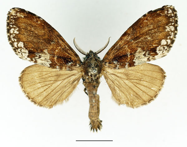 /filer/webapps/moths/media/images/A/argentina_Brachychira_AM_Basquin_04.jpg