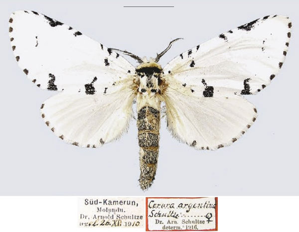 /filer/webapps/moths/media/images/A/argentina_Cerura_STF_MfN.jpg