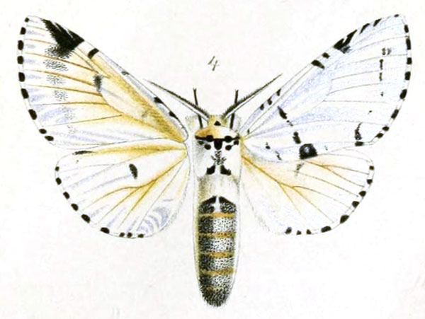 /filer/webapps/moths/media/images/A/argentina_Cerura_STF_Schultze.jpg