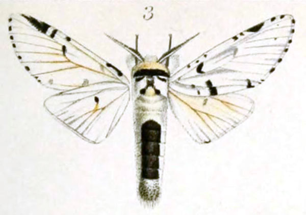 /filer/webapps/moths/media/images/A/argentina_Cerura_STM_Schultze.jpg