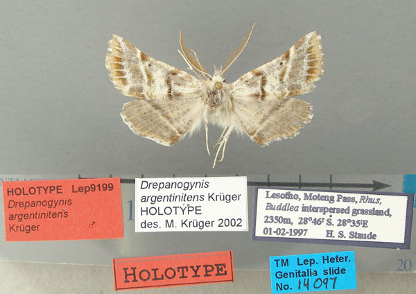 /filer/webapps/moths/media/images/A/argentinitens_Drepanogynis_HT_TMSA.jpg