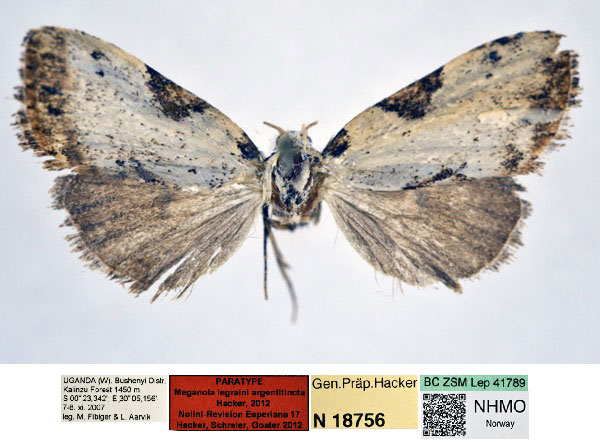 /filer/webapps/moths/media/images/A/argentitincta_Meganola_PT_NHMO_r8mqbhM.jpg