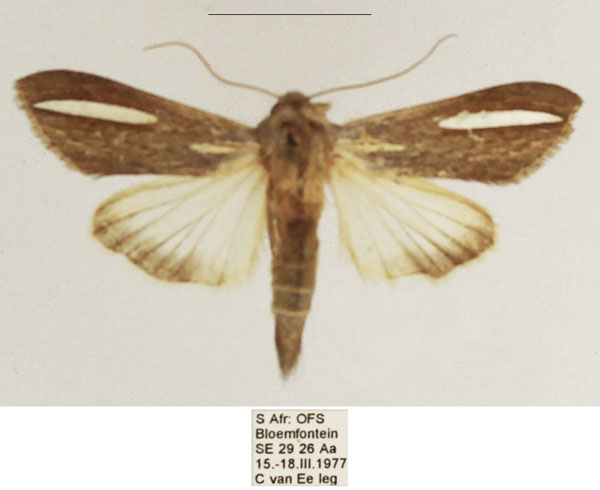 /filer/webapps/moths/media/images/A/argentivitta_Cucullia_AF_TMSA.jpg