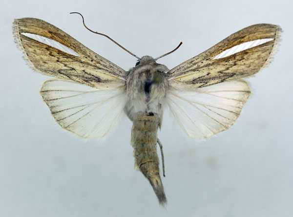/filer/webapps/moths/media/images/A/argentivitta_Cucullia_AM_ISEA.jpg