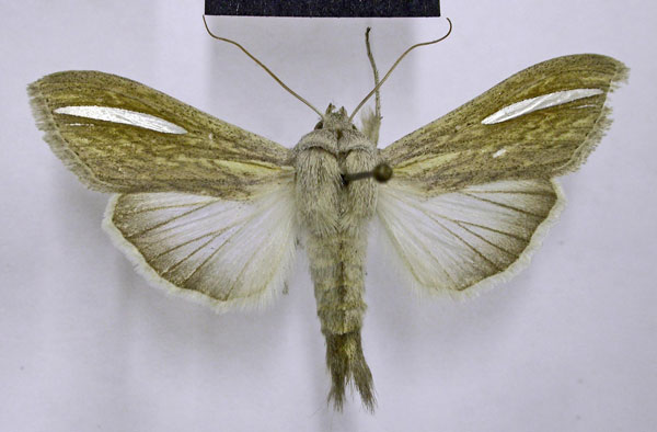 /filer/webapps/moths/media/images/A/argentivitta_Cucullia_AM_TMSA.jpg