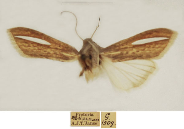 /filer/webapps/moths/media/images/A/argentivitta_Cucullia_AM_TMSA_02.jpg