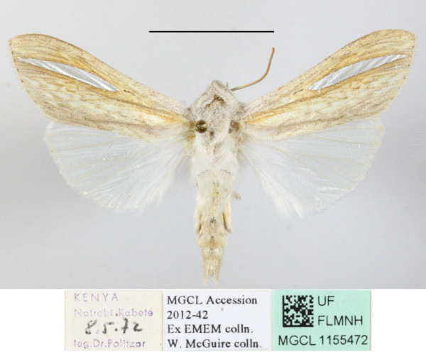 /filer/webapps/moths/media/images/A/argentivitta_Cucullia_A_MGCLa_01.JPG
