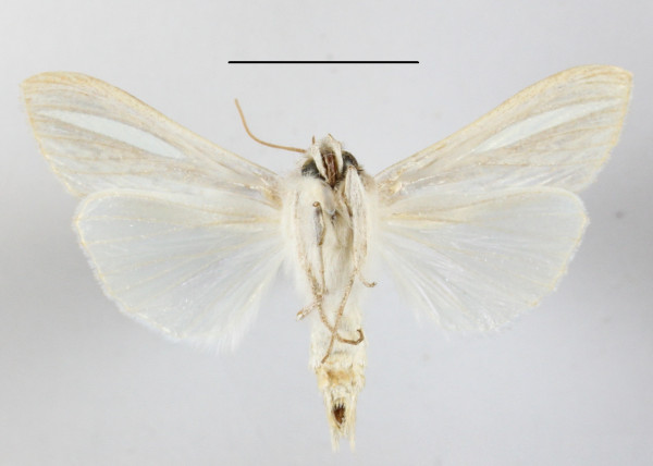 /filer/webapps/moths/media/images/A/argentivitta_Cucullia_A_MGCLb_01.JPG