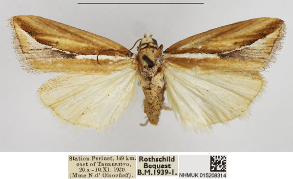 /filer/webapps/moths/media/images/A/argentoidea_Micardia_AM_NHMUK.jpg