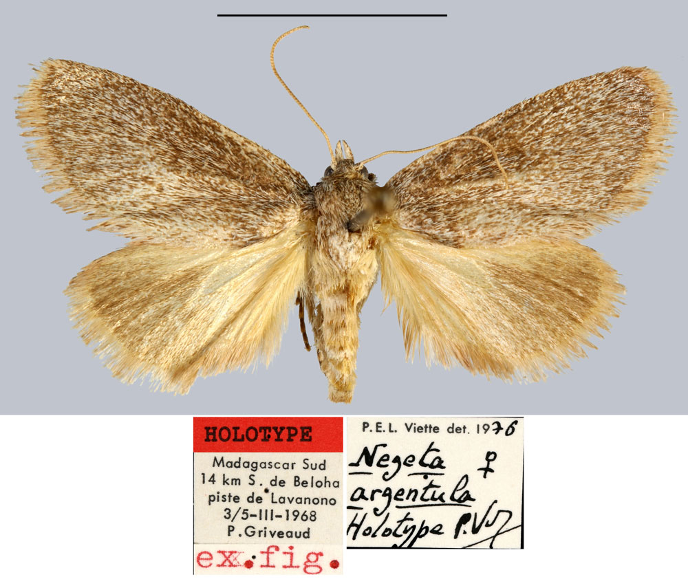 /filer/webapps/moths/media/images/A/argentula_Negeta_HT_MNHN.jpg