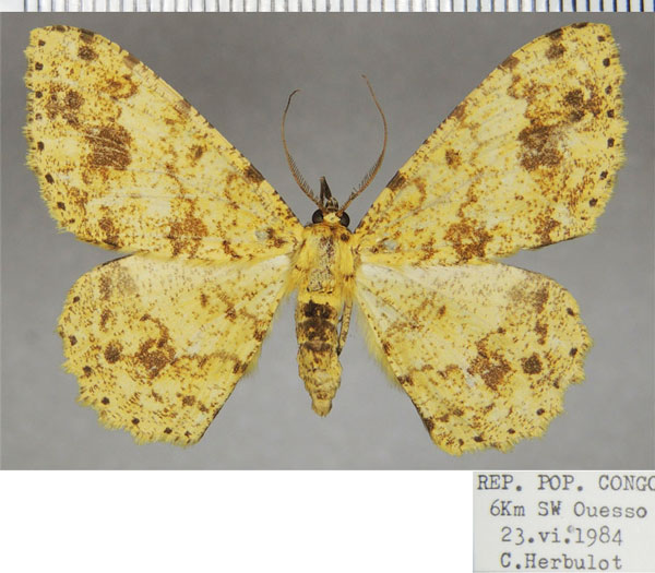 /filer/webapps/moths/media/images/A/argillacea_Cleora_AM_ZSM.jpg