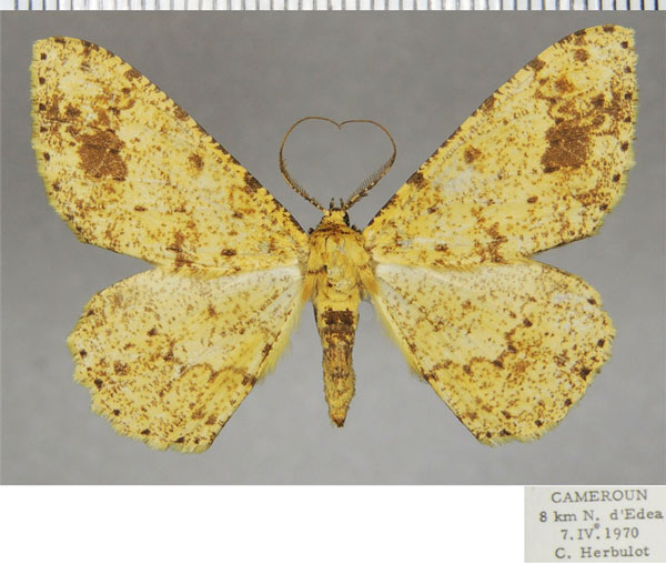 /filer/webapps/moths/media/images/A/argillacea_Cleora_AM_ZSMa.jpg