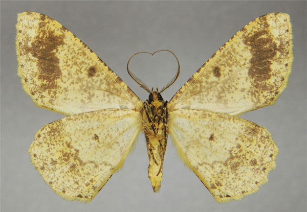 /filer/webapps/moths/media/images/A/argillacea_Cleora_AM_ZSMb.jpg