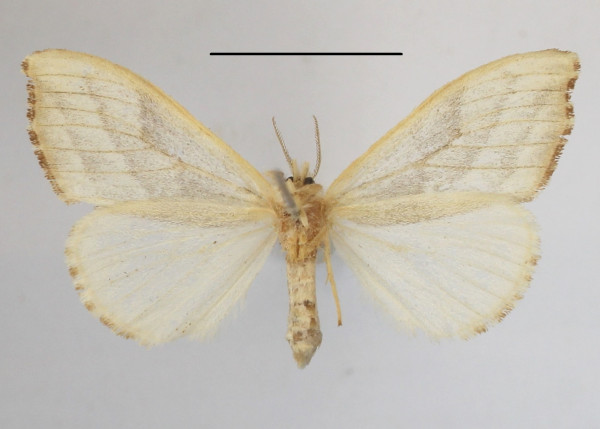 /filer/webapps/moths/media/images/A/argiloides_Dasychira_A_MGCLb_01.JPG