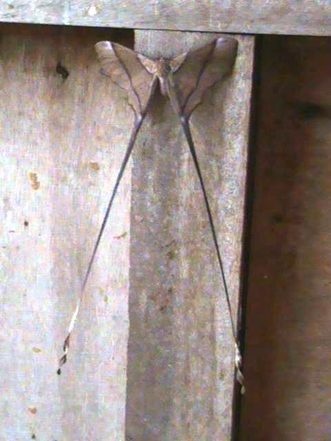 /filer/webapps/moths/media/images/A/argiphontes_Eudaemonia_A_Guyonnet_01.jpg