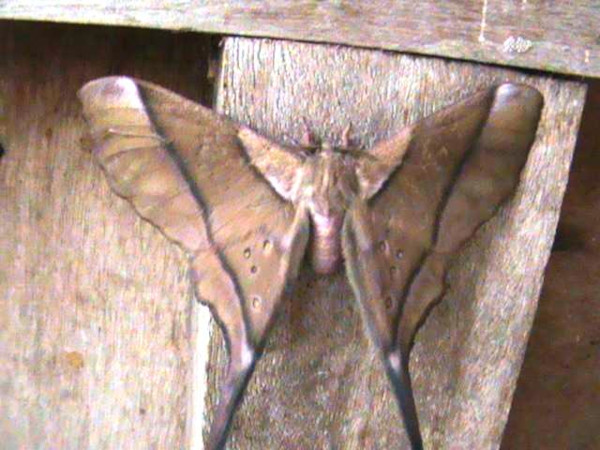 /filer/webapps/moths/media/images/A/argiphontes_Eudaemonia_A_Guyonnet_02.jpg