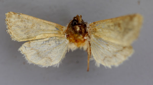 /filer/webapps/moths/media/images/A/argocyma_Pirateolea_A_RMCA_02.jpg