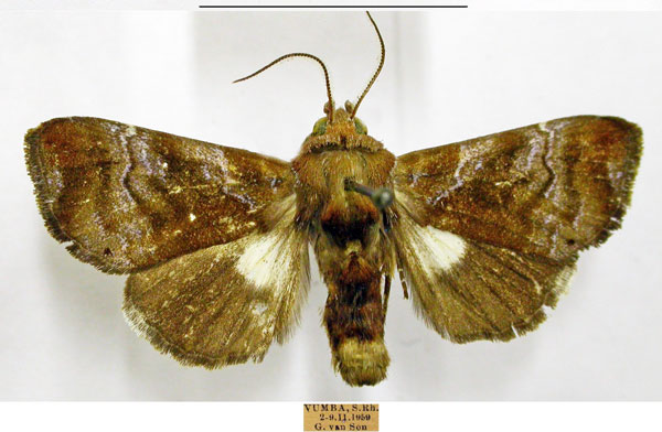/filer/webapps/moths/media/images/A/argosticta_Plusiophaes_AM_TMSA.jpg