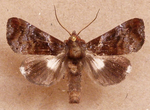 /filer/webapps/moths/media/images/A/argosticta_Plusiophaes_A_Butler.jpg