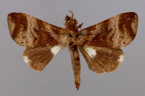 /filer/webapps/moths/media/images/A/argosticta_Plusiophaes_A_RMCA_01.jpg