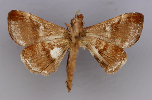 /filer/webapps/moths/media/images/A/argosticta_Plusiophaes_A_RMCA_02.jpg