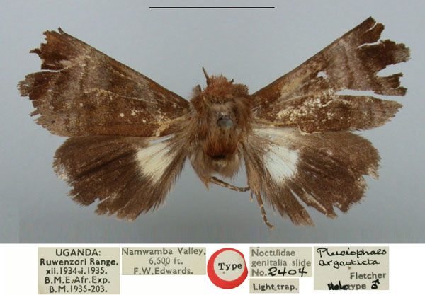 /filer/webapps/moths/media/images/A/argosticta_Plusiophaes_HT_BMNH_TEEBvDM.jpg