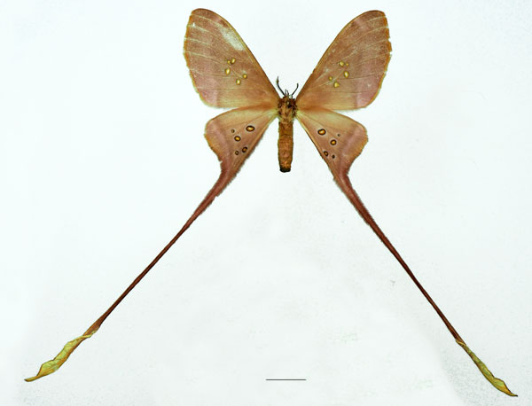 /filer/webapps/moths/media/images/A/argus_Eudaemonia_AF_Basquina.jpg