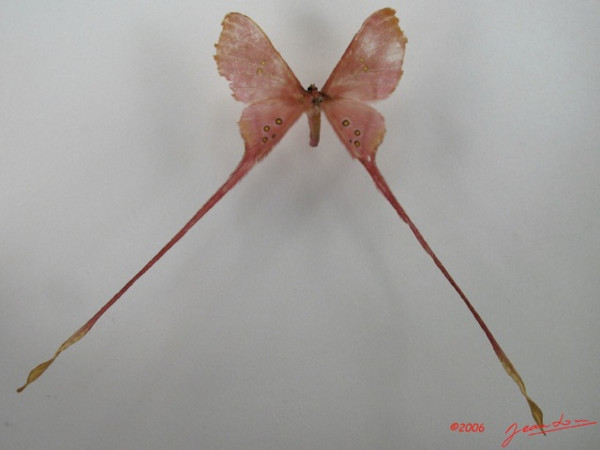 /filer/webapps/moths/media/images/A/argus_Eudaemonia_A_Alberta.jpg