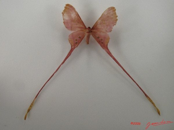 /filer/webapps/moths/media/images/A/argus_Eudaemonia_A_Albertb_01.jpg
