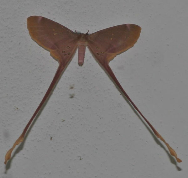 /filer/webapps/moths/media/images/A/argus_Eudaemonia_A_Jorpeland_01.jpg