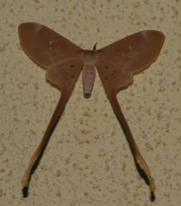 /filer/webapps/moths/media/images/A/argus_Eudaemonia_A_Jorpeland_03.jpg